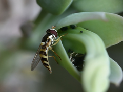 Allograpta neotropica