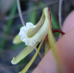 Dendrobium striolatum