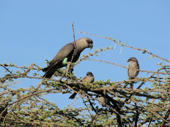 Poicephalus rufiventris