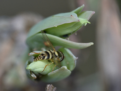 Allograpta neotropica
