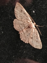 Melanolophia signataria