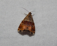 Ozarba megaplaga