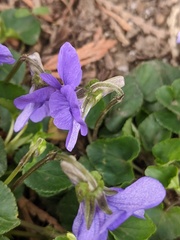 Viola riviniana