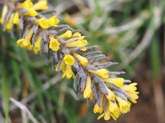 Thymelaea ruizii