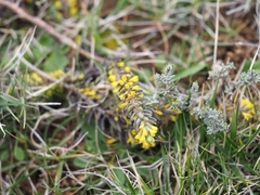 Thymelaea ruizii
