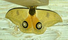 Automeris duchartrei