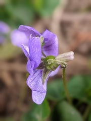 Viola riviniana