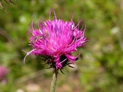 Carduus defloratus tridentinus