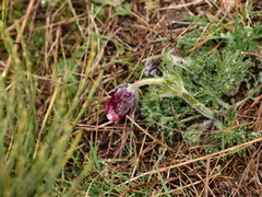 Pulsatilla rubra