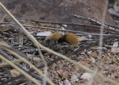 Dasymutilla eminentia