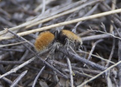 Dasymutilla eminentia