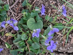 Viola riviniana