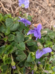 Viola riviniana