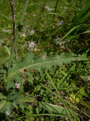 Carduus defloratus tridentinus