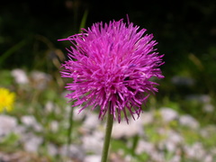 Carduus defloratus tridentinus