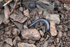 Ommatoiulus sabulosus aimatopodus