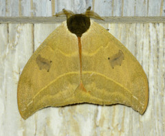 Automeris duchartrei