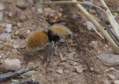 Dasymutilla eminentia