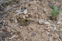 Dasymutilla eminentia