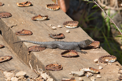 Sceloporus taeniocnemis