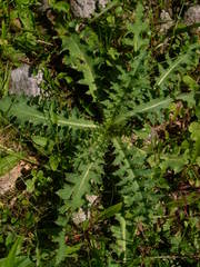 Carduus defloratus tridentinus