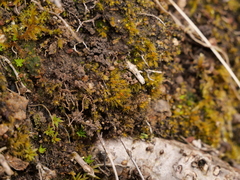 Pleuridium acuminatum