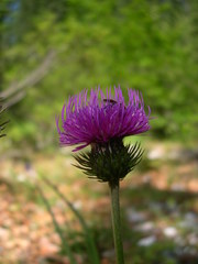 Carduus defloratus tridentinus