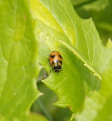 Hippodamia oregonensis