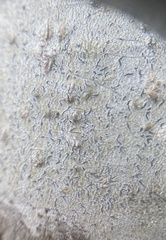 Leiorreuma explicans