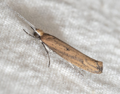 Ypsolopha ochrella