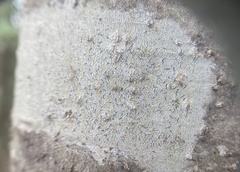 Leiorreuma explicans