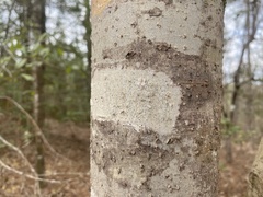 Leiorreuma explicans