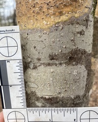 Leiorreuma explicans