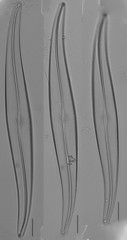 Gyrosigma acuminatum