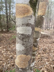 Leiorreuma explicans