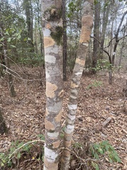 Leiorreuma explicans