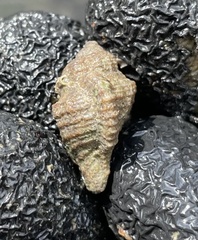 Monoplex lignarius