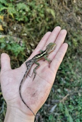 Diploderma slowinskii