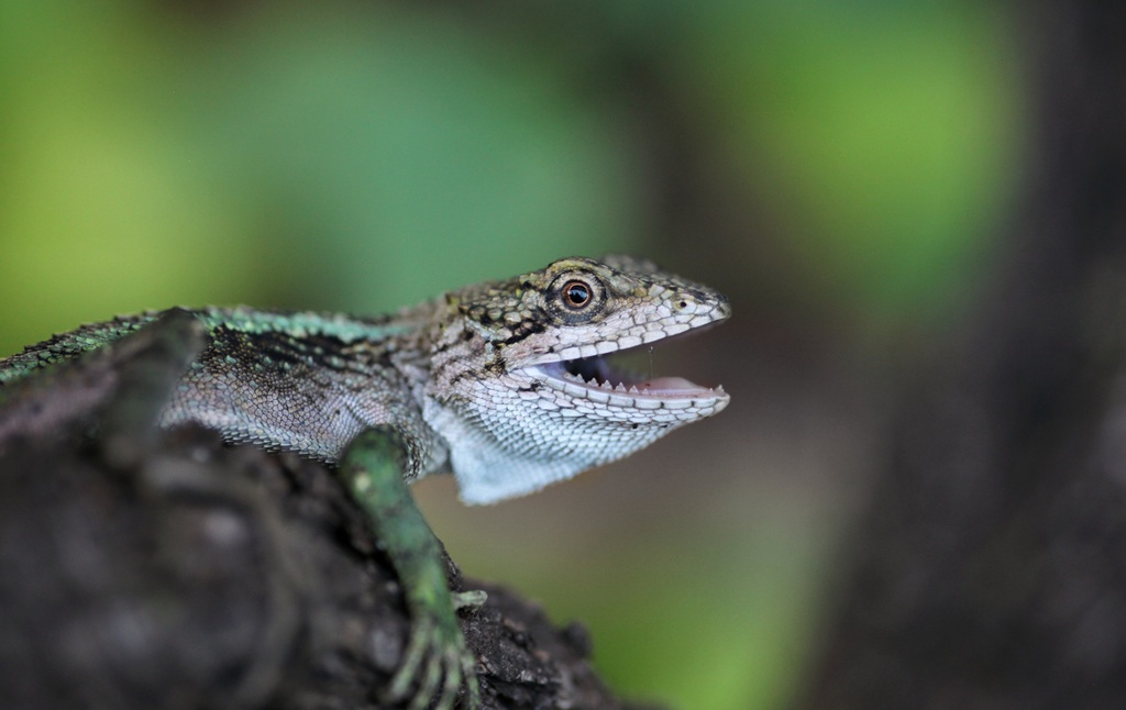 Nujiang Mountain Agama