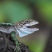 Nujiang Mountain Agama - Photo (c) 通通, some rights reserved (CC BY-NC), uploaded by 通通
