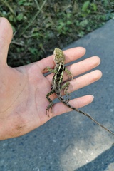 Diploderma slowinskii