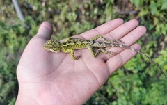 Diploderma slowinskii