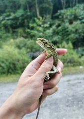 Diploderma slowinskii