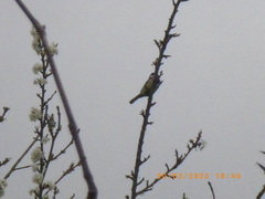 Parus major
