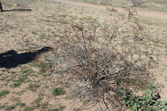 Larrea tridentata