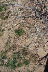Larrea tridentata