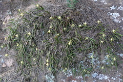 Dendrobium striolatum