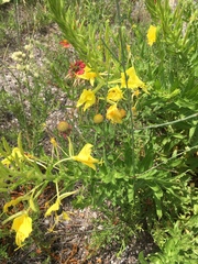 Oenothera rhombipetala