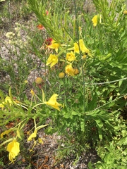 Oenothera rhombipetala