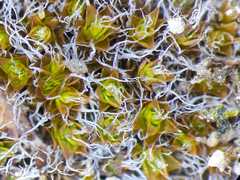 Syntrichia caninervis